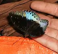 Male - dorsal view - Sumatra, Indonesia