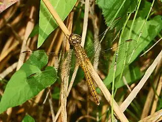 Mature female