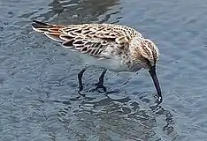 The broad-billed sandpiper has a split supercilium...