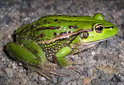 Growling grass frog has been recorded in the reserve.