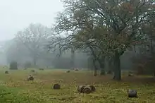 Saaremaa countryside