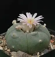 Peyote