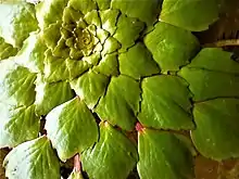 A mosaic plant floating on water