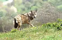 Photograph of a wolf standing on snowy ground