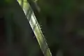 Closeup of a leaf.