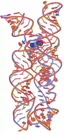 A 3D representation of the lysine riboswitch with a bound lysine molecule shown in space filling spheres.