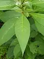 Close-up on a leaf