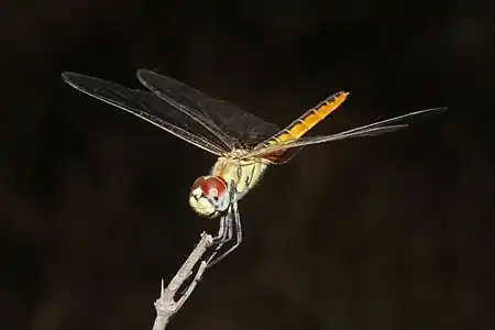 Female perching