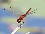 Male perching