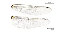 Female wings