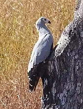 Madagascar harrier-hawk sits perched over a tree hole.