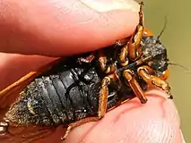 Male ventral Brood XIII sub-brood, Naperville, Illinois June 13, 2020