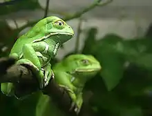 Waxy monkey tree frog (Phyllomedusa sauvagii)