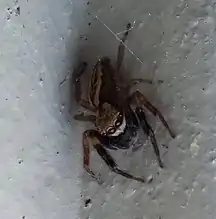 Male Trite auricoma with "mustache" that identifies it as a male.