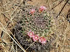 Mammillaria carnea