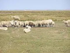 Sheep grazing on Mandø