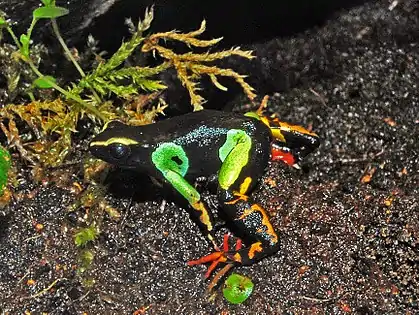 Mantella madagascariensis