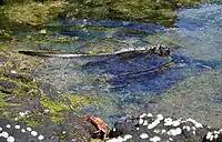 Marine iguana (Reptilia)