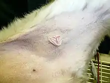 Mast cell tumor on the inner thigh of a dog