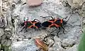 Mating small milkweed bugs (Lygaeus kalmii) in Lockport, New York. Sometimes confused with boxelder bugs.