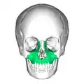 Skull. Maxilla shown in green.