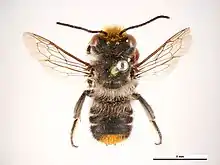 Bee