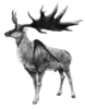 Megaloceros restoration