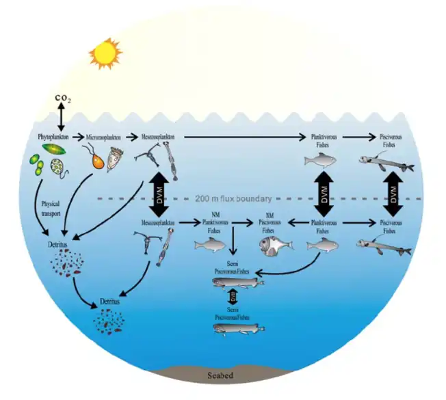 Impact of mesopelagic species on the global carbon budget. DVM = diel vertical migration, NM = non-migration.