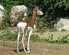 Budapest Zoo and Botanical Garden, Hungary