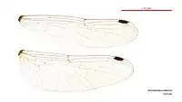 Female wings