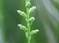 Microtis unifolia, Tanabe, Wakayama, Japan