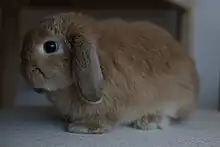 An orange coloured Miniature Lop - Side View