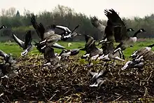 Geese in Nekkeveld