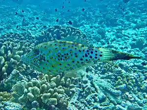 A. scriptus from French Polynesia