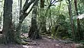 Temperate rainforest near the summit