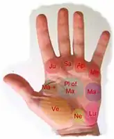 The mounts in palmistry: Jupiter, Saturn, Apollo, Mercury, Mars positive, Mars negative, plain of Mars, Luna mount, Neptune mount, Venus mount