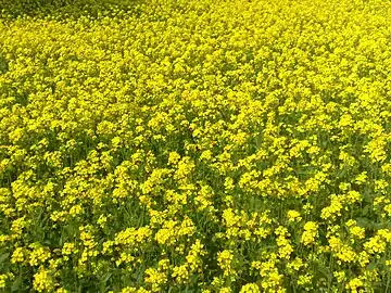 Bangladeshi mustard plants