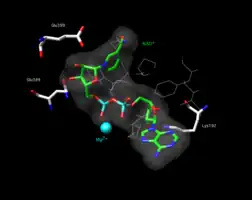 The active site of the K487E mutant aldehyde dehydrogenase 2 with a space-filling model of NAD+ in the active site. The amino acid Glu349 is highlighted.