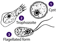 Stages of Naegleria sp. (Percolozoa: Heterolobosea)