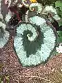 A nautilus-leaf form of begonia