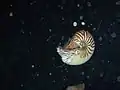 N. macromphalus seen during a night dive in Sandal Wood Bay,  Lifou, New Caledonia at a depth of 15 m