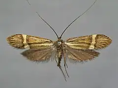 Museum specimen