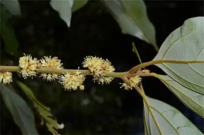 Inflorescences