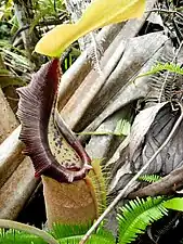 A typical lower pitcher of N. bongso