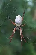 Back view, Sydney female