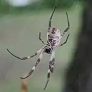 Bottom view, Sydney female