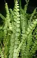 Nephrolepis cordifolia 'Duffii' at Garfield Park Conservatory