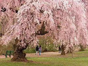 Cherry blossoms in Newark, New Jersey