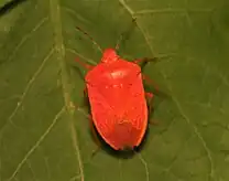 Nezara viridula f. aurantiaca