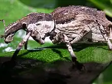 Ngaio weevil on Stephens Island